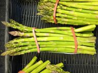 Green asparagus in bundle.