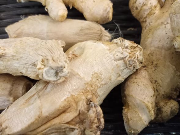 Whole ginger root in basket.